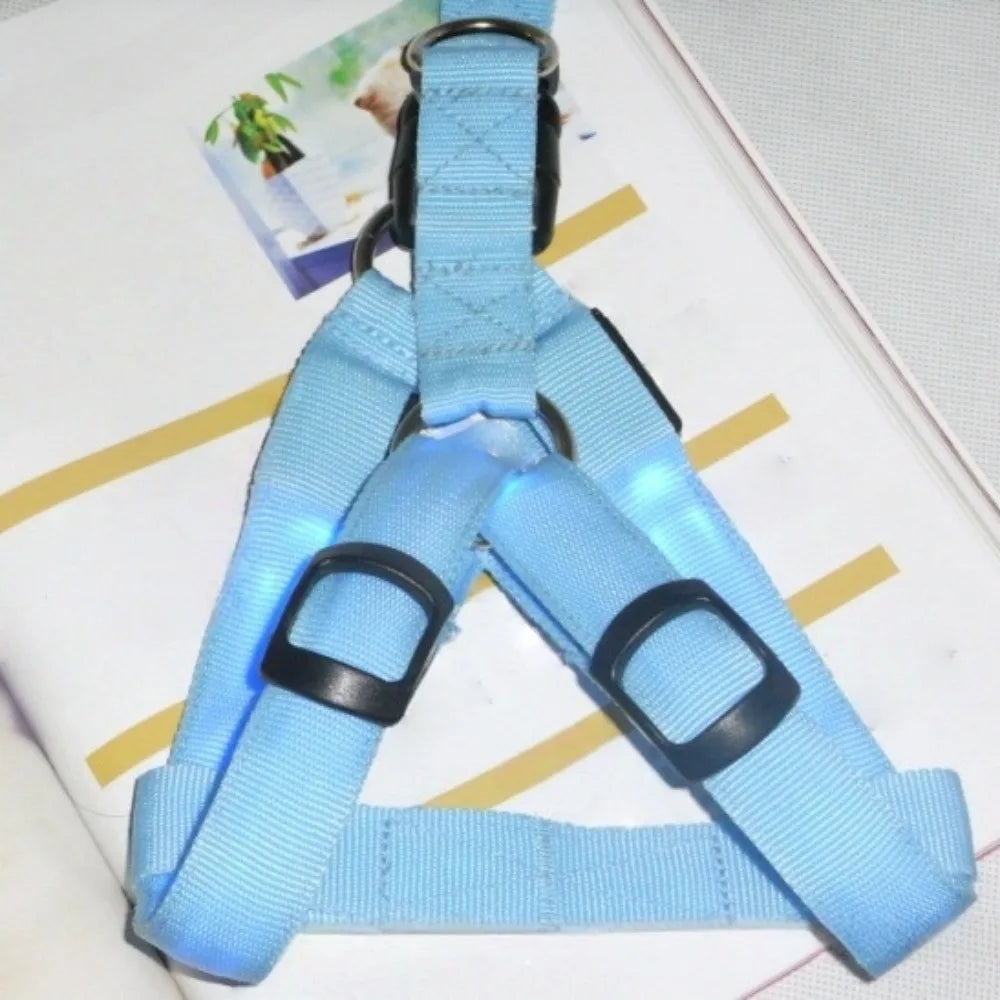 Hund trägt LED-Geschirr S,M,L bei Nach